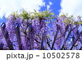 藤 10502578