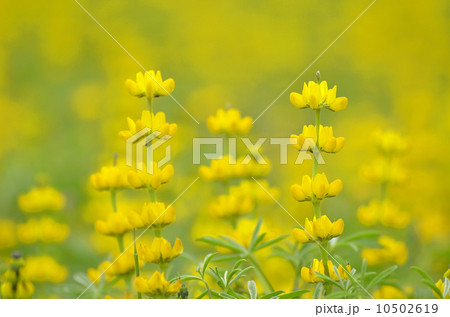 黄色のルピナス 10502619