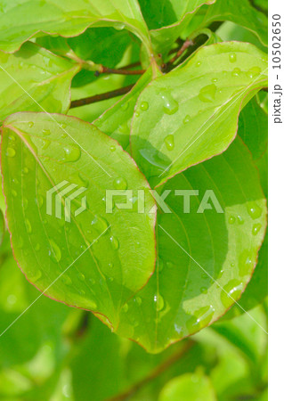 ナツツバキ 10502650