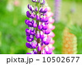 ルピナス 10502677