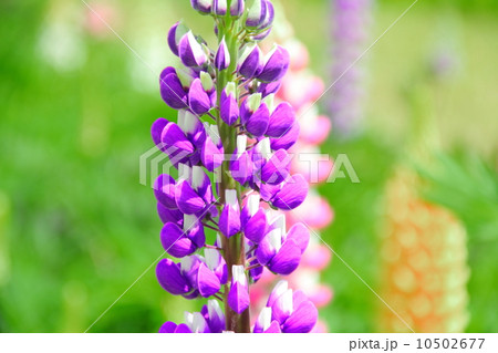 ルピナス ルピナス 10502677