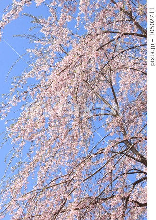 さくら さくら 10502711
