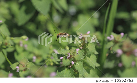 生き物 昆虫 舌(中舌)を出したまま花の間を飛び回るチョットお行儀の悪いニッポンヒゲナガハナバチのオス 生き物 昆虫 舌(中舌)を出したまま花の間を飛び回るチョットお行儀の悪いニッポンヒゲナガハナバチのオス 10502762