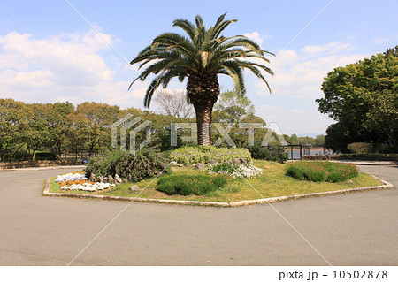 堺市大泉緑地公園のソテツの木 10502878