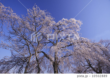 青柳の糸桜：室町時代の世阿弥の謡曲「桜川」。その舞台となった「櫻川磯部稲村神社」に咲くサクラ。 10502889