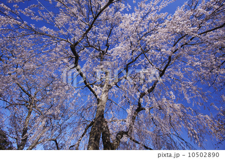 青柳の糸桜:室町時代の世阿弥の謡曲「桜川」。その舞台となった「櫻川磯部稲村神社」に咲くサクラ。 青柳の糸桜:室町時代の世阿弥の謡曲「桜川」。その舞台となった「櫻川磯部稲村神社」に咲くサクラ。 10502890