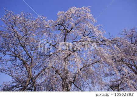 青柳の糸桜：室町時代の世阿弥の謡曲「桜川」。その舞台となった「櫻川磯部稲村神社」に咲くサクラ。（画面中央上部に小さく写っているのは、上弦の月） 10502892