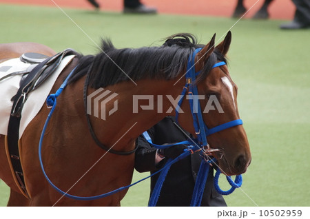 パドック パドック 10502959