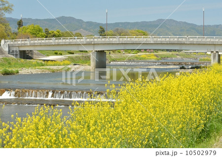 京都賀茂川の菜の花 京都賀茂川の菜の花 10502979