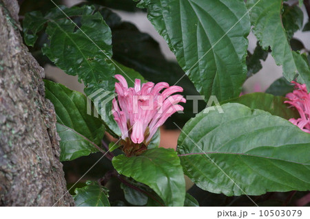 珊瑚花サンゴバナ　フラミンゴプランツとも呼ばれます。 10503079