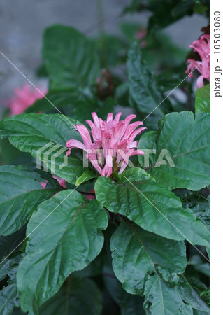 珊瑚花サンゴバナ フラミンゴプランツとも呼ばれます。 珊瑚花サンゴバナ フラミンゴプランツとも呼ばれます。 10503080
