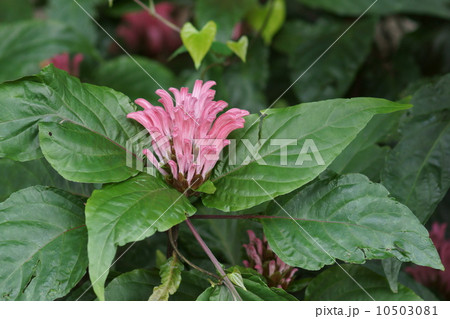 珊瑚花サンゴバナ フラミンゴプランツとも呼ばれます の写真素材
