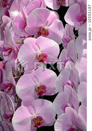 華麗なる胡蝶蘭集結 10503187
