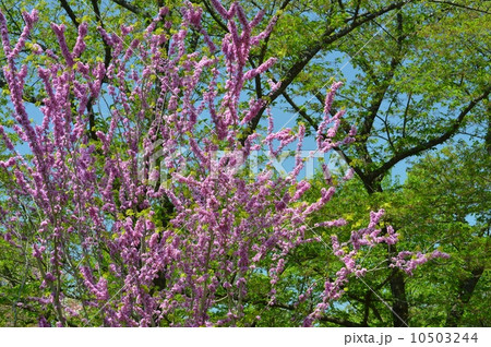 ハナズオウと新緑 10503244