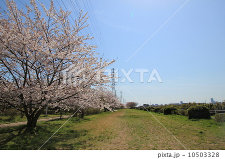花見川千本桜緑地２の写真素材