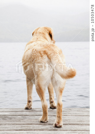 Dog on dock Dog on dock 10503478