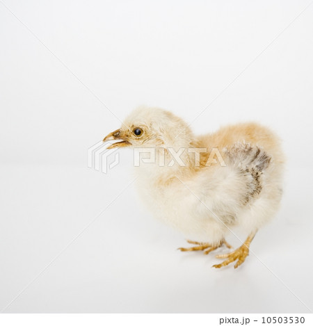 Closeup of a baby chick Closeup of a baby chick 10503530