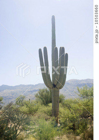 Cactus with mountain in background, Arizona, United States 10503660