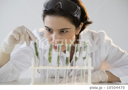 Scientist examining seedlings in test tubes Scientist examining seedlings in test tubes 10504470