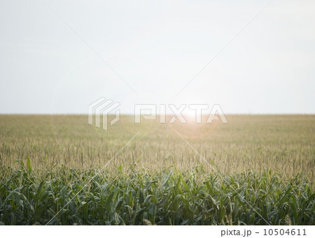 Cornfields in Minnesota USA 10504611