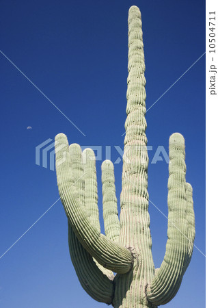 Low angle view of cactus, Arizona, United States 10504711