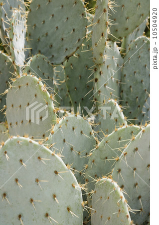 Close up of cactus 10504920