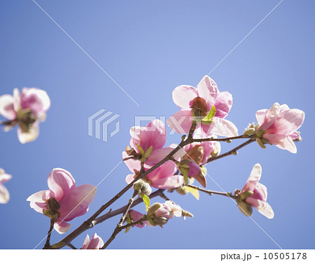 Close up of spring flowers on tree 10505178