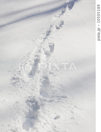 Footprints in snow Footprints in snow 10505189