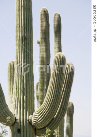 Cacti under blue sky, Arizona, United States Cacti under blue sky, Arizona, United States 10505280