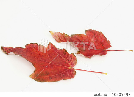 Close up of autumn leaves 10505293