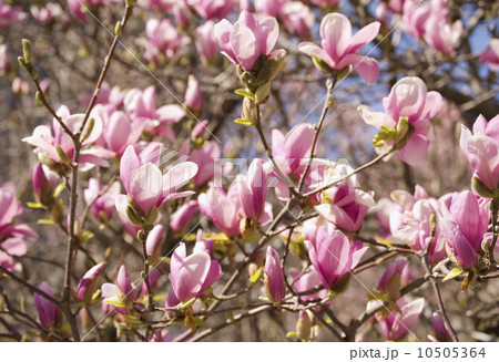 Close up of spring flowers on tree 10505364