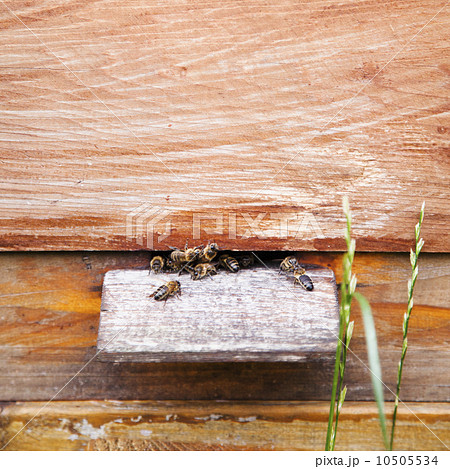 Ireland, County Westmeath, Bees in Beehive Ireland, County Westmeath, Bees in Beehive 10505534