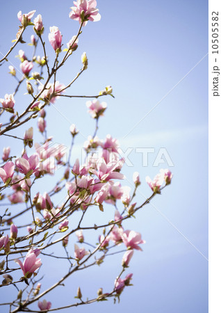 Close up of spring flowers on tree Close up of spring flowers on tree 10505582
