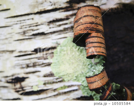 Bark peeling on tree trunk 10505584