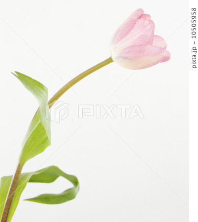 Pink tulip 10505958