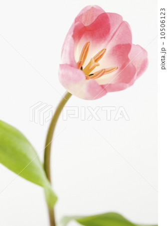 Pink tulip 10506123