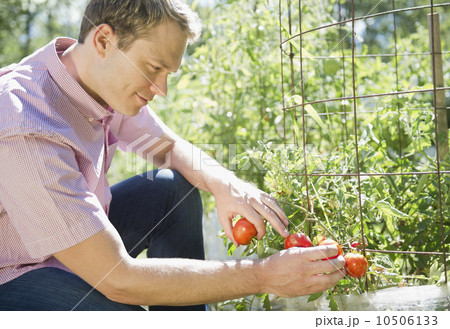 USA, New York, Flanders, Mid adult man picking tomatoes in garden USA, New York, Flanders, Mid adult man picking tomatoes in garden 10506133