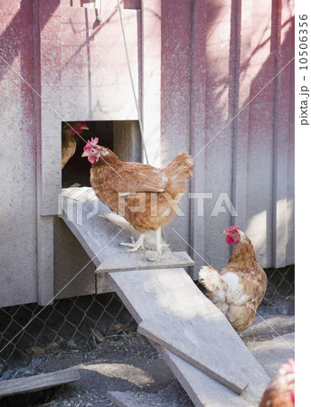 USA, New York, Flanders, Hens entering hen house USA, New York, Flanders, Hens entering hen house 10506356
