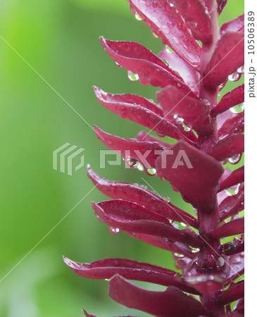 Pink tropical flower 10506389
