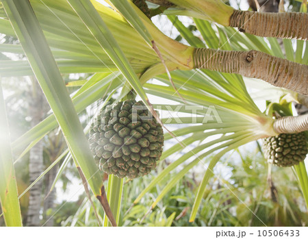 Close up of tropical plant and fruit 10506433