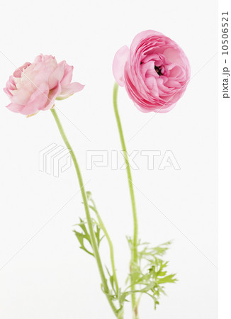 Pink flowers 10506521