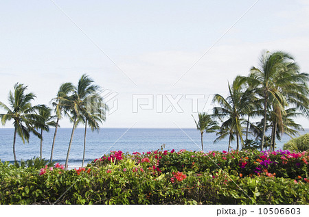 Palm trees on coast 10506603