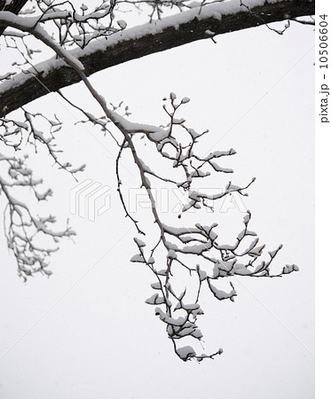 USA, New York State, Brooklyn, Williamsburg, snow on tree branch USA, New York State, Brooklyn, Williamsburg, snow on tree branch 10506604