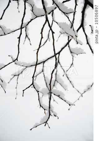 USA, New York State, Brooklyn, Williamsburg, snow on tree branch 10506897