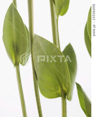 Leaves on stems Leaves on stems 10506898
