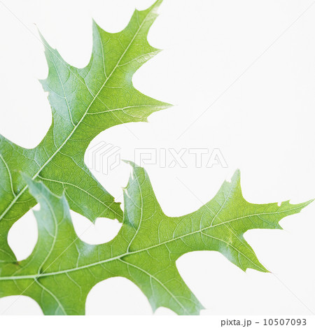 Close up of leaves 10507093