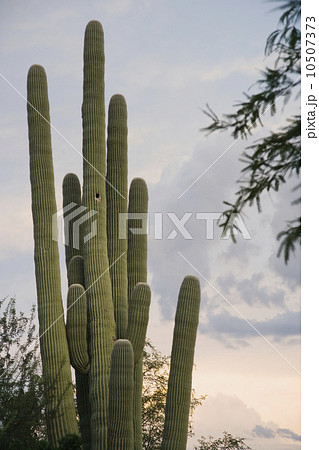 Cactus at sunset, Arizona, United States Cactus at sunset, Arizona, United States 10507373