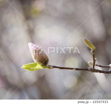 Close up of spring buds on tree Close up of spring buds on tree 10507435