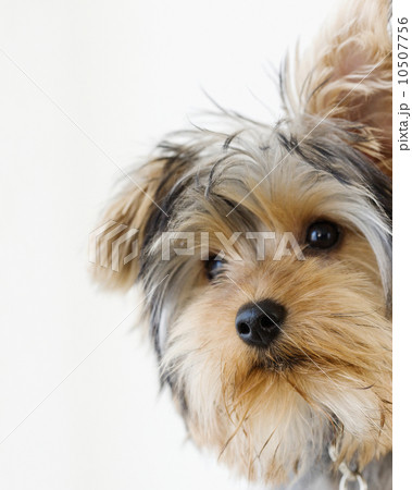 Close up of Yorkshire terrier 10507756
