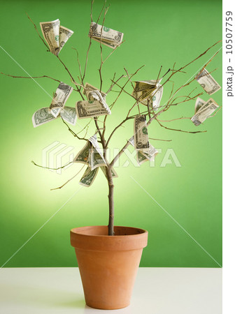 Close up of potted plant with dollar banknotes on branches Close up of potted plant with dollar banknotes on branches 10507759